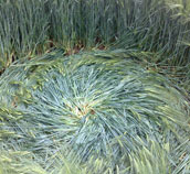 cropcircle