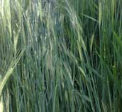 cropcircle
