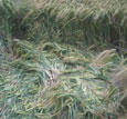 cropcircle